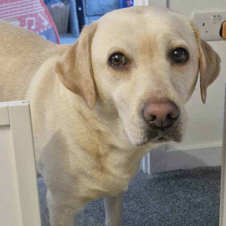 Labrador Retriver Puppies