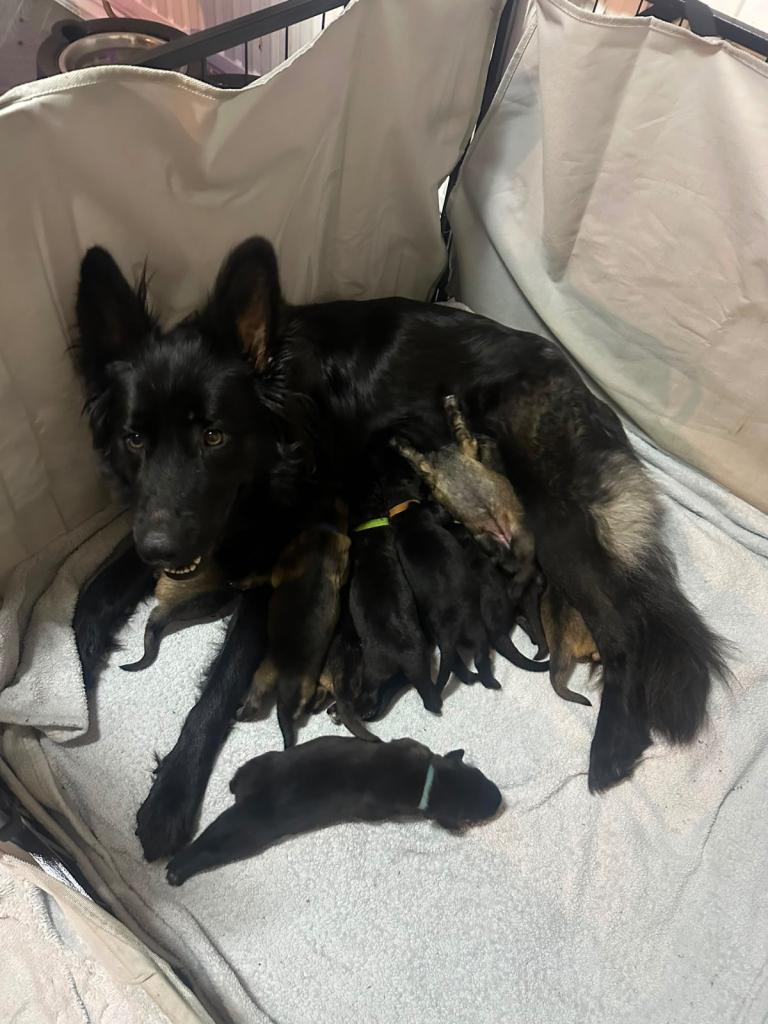 German shepherd puppies 