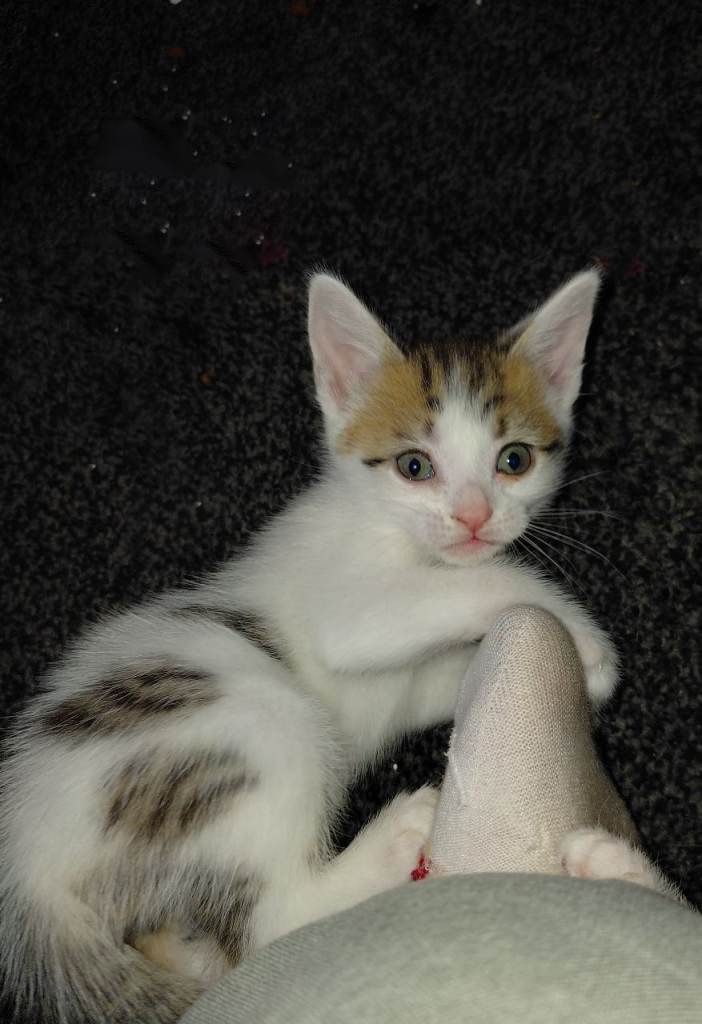 kittens for sale 
