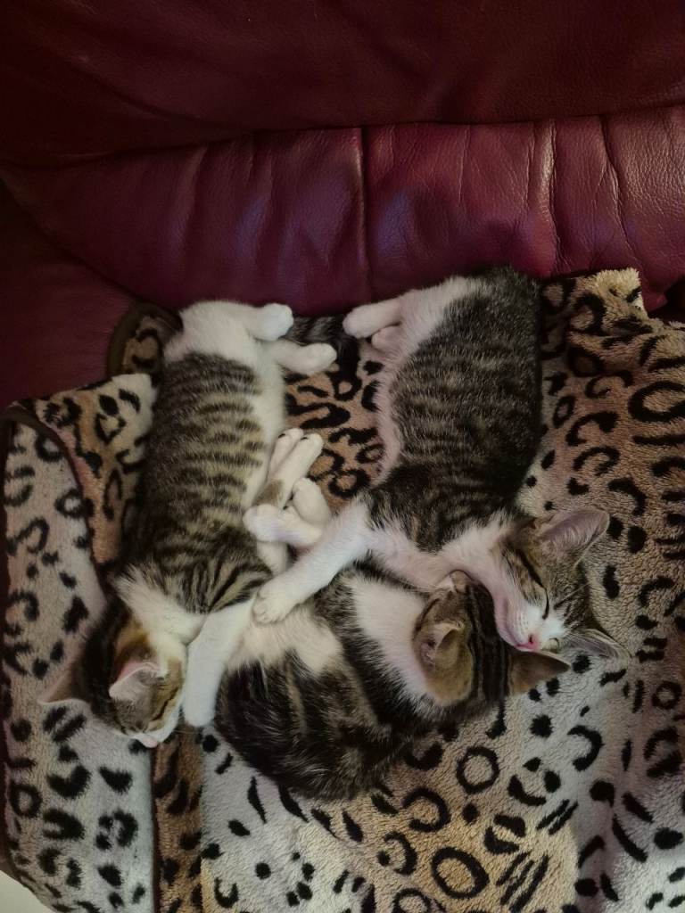 Kittens Tabby 