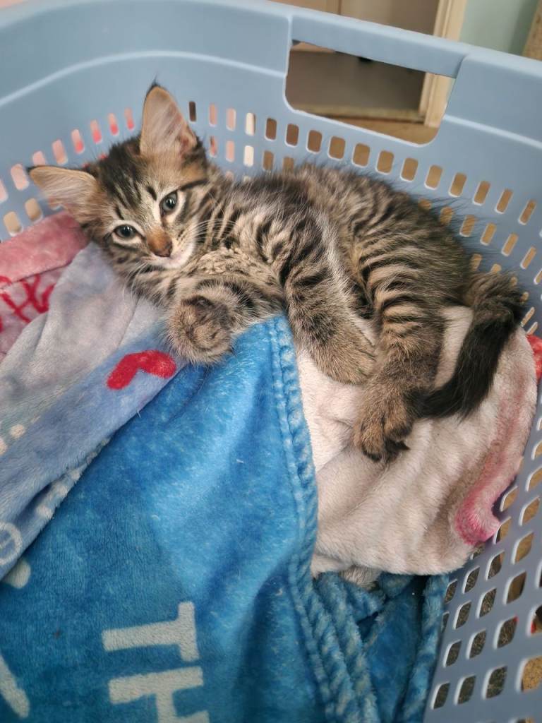 Loving playful Kittens