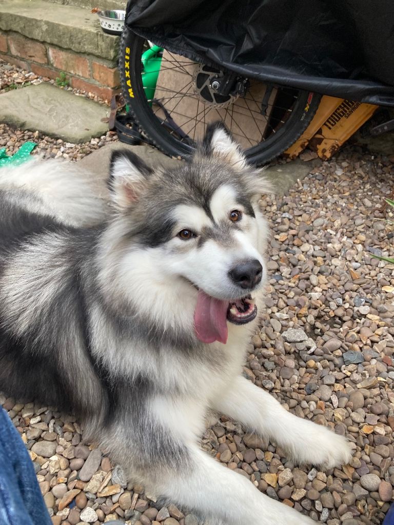  Alaskan Malamute