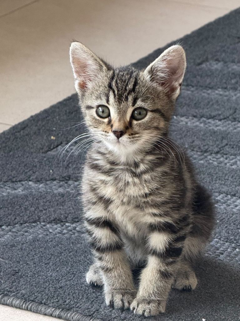 5 beautiful kittens - 4 have been rehomed 1 male tabby left 