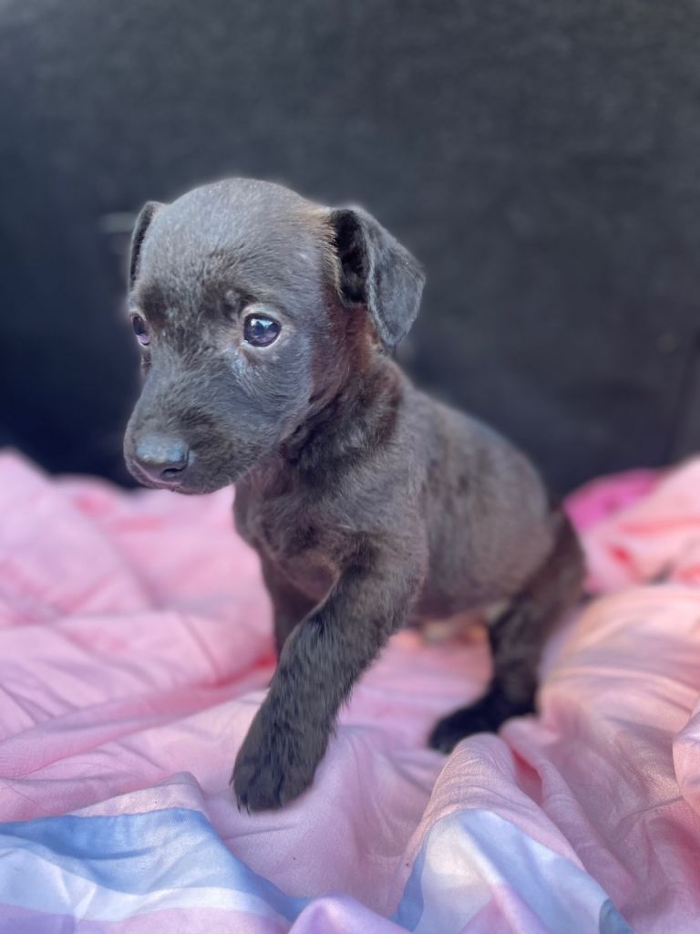 1 boy chihuahua cross terrier puppies 