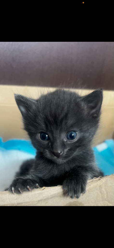 Russian blue kittens 