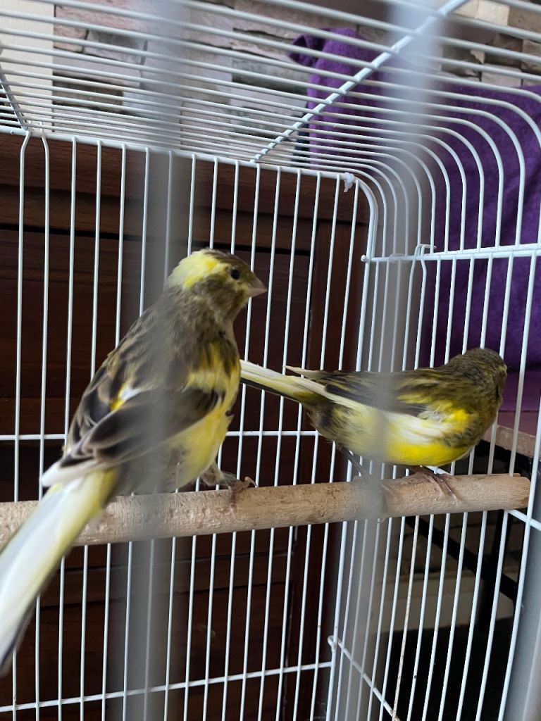 Canary 