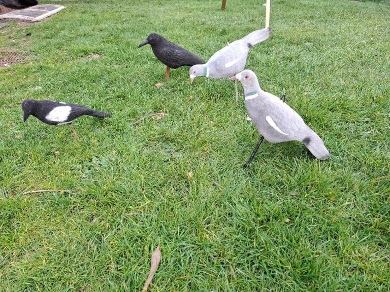 Pigeon decoys etc