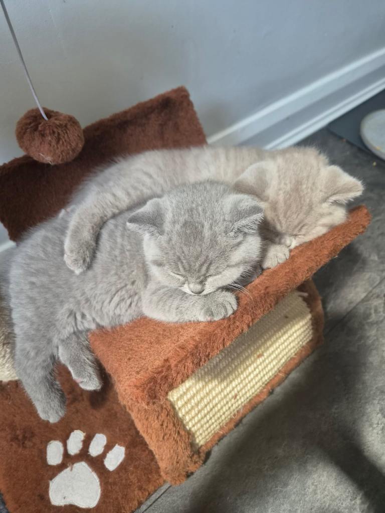  British Shorthair kittens looking for a forever home 