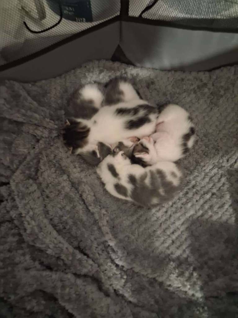 Tabby kittens 