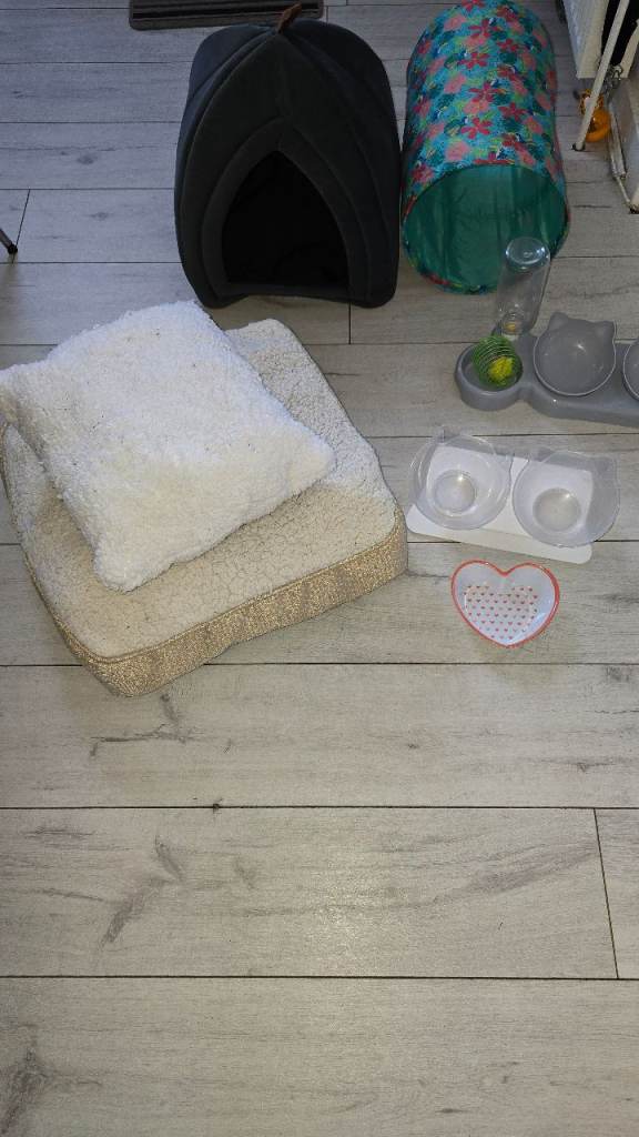 Cat or kitten accessories 