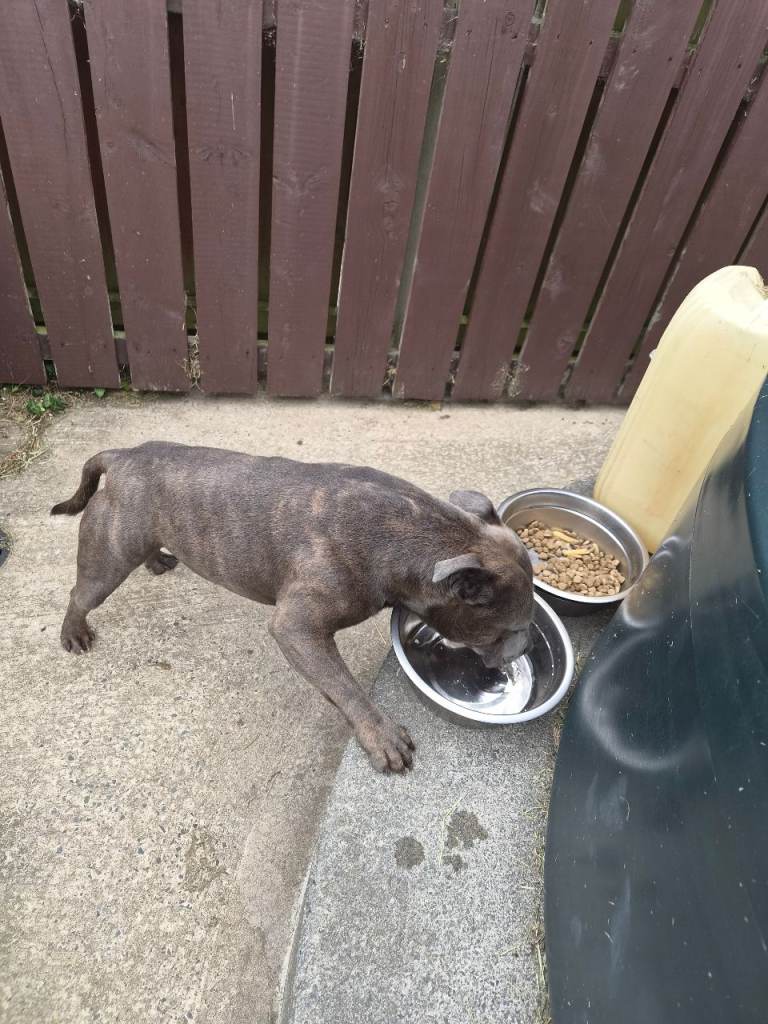 Male staffy 
