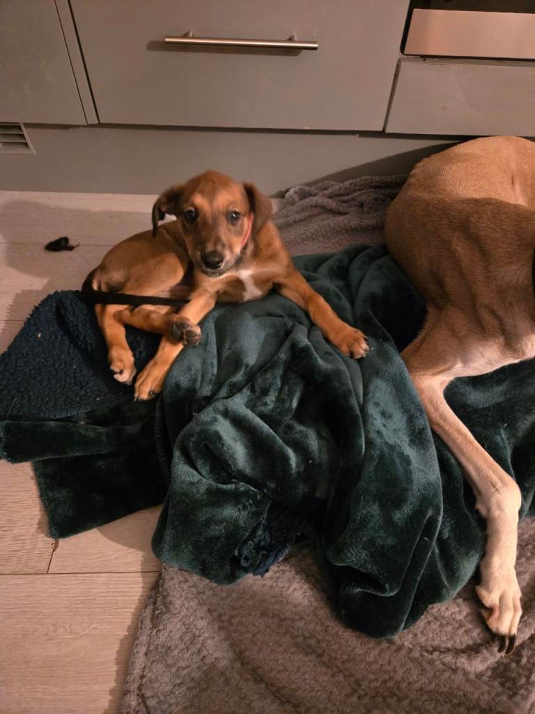 Saluki x Bedlington lurcher 