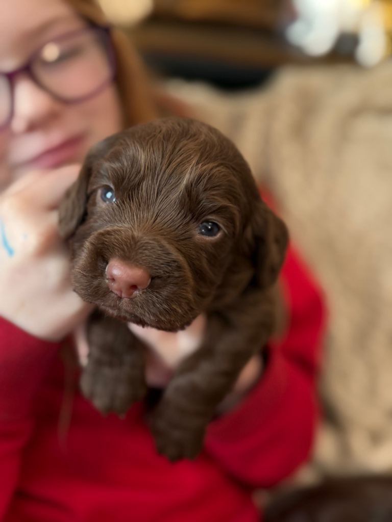 Gorgeous cocker spaniel pups