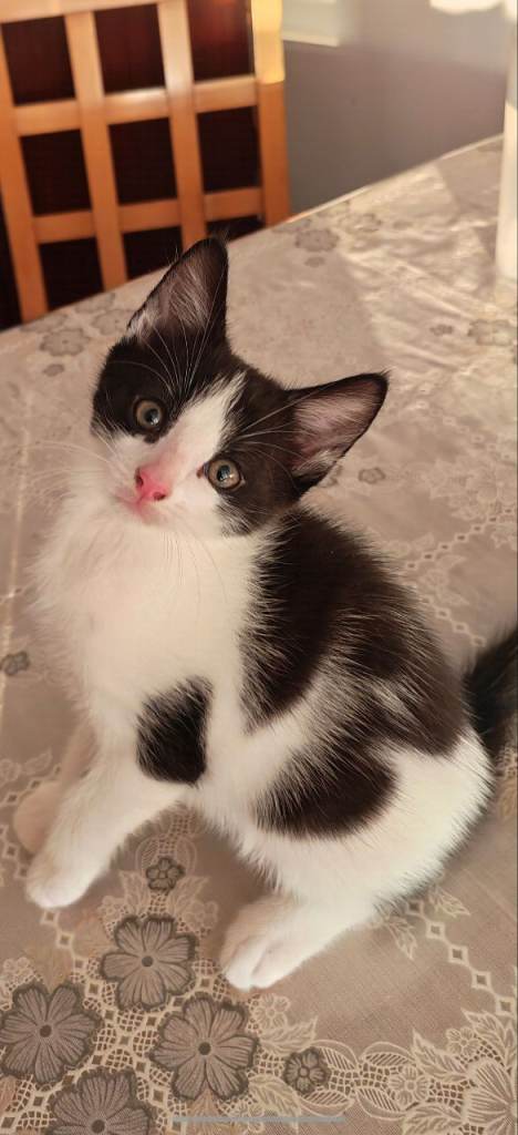 Gorgeous kittens grey white and tabby