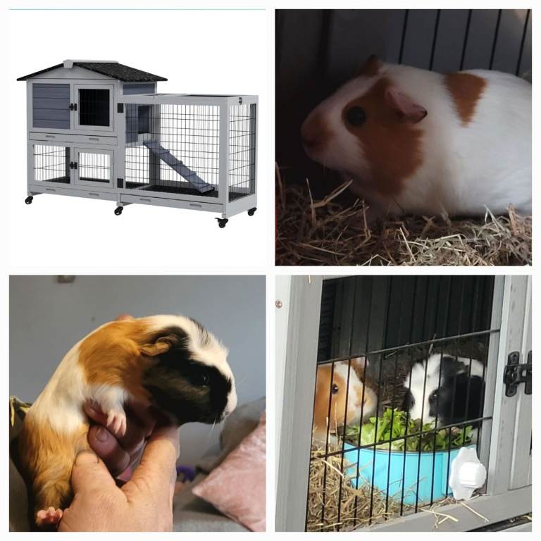 Looking to rehome our 2 guinea pigs 