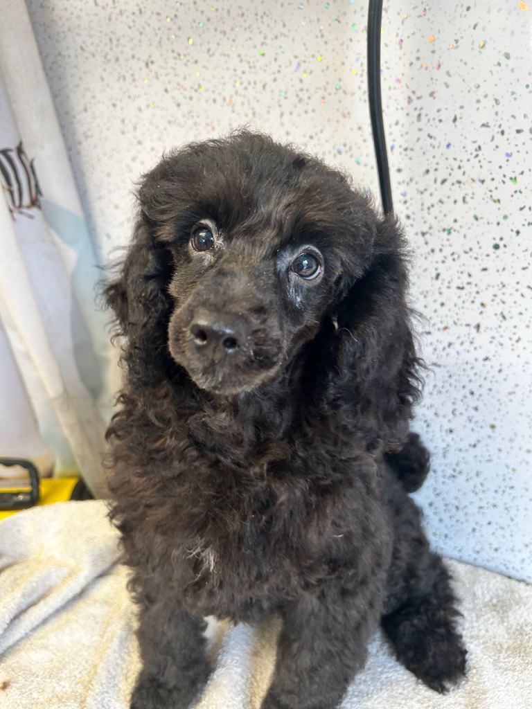 Stunning toy poodles 