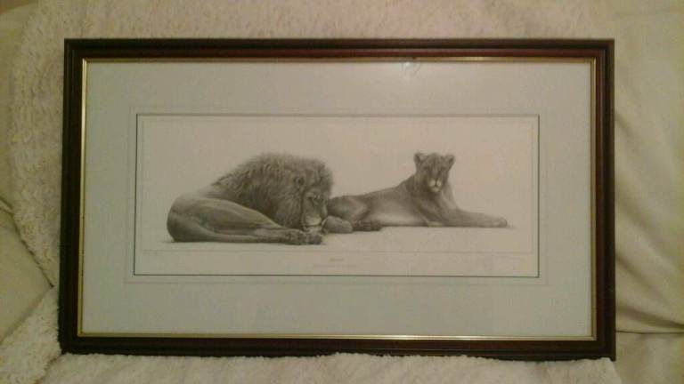 Savannah Lion & Lioness Picture