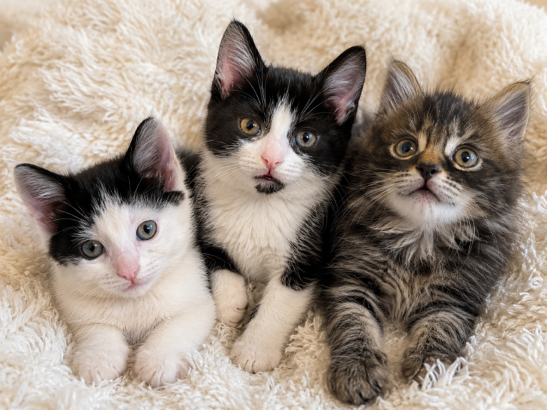 ❤️ Last 3 Beautiful Kittens - Ready Now - £80