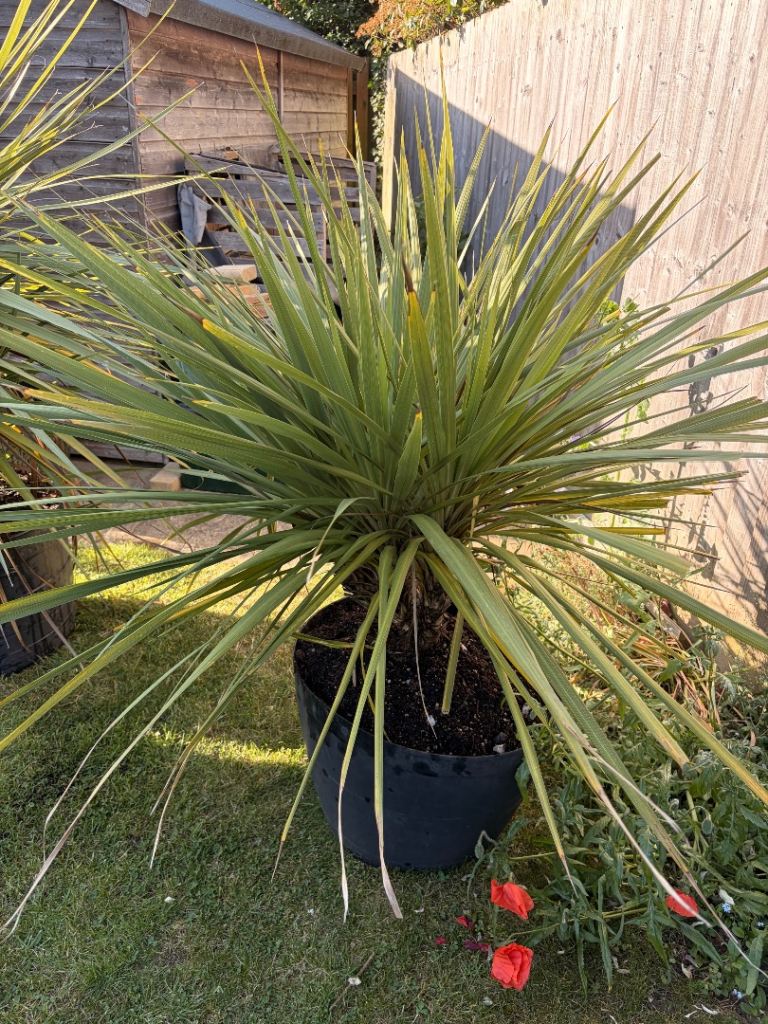 Potted palm trees for sale 