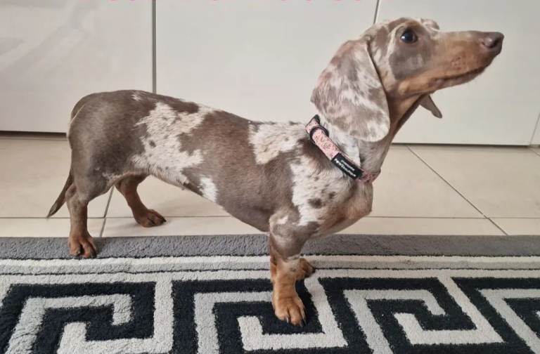 Kc registered miniature dachshund 3yrs