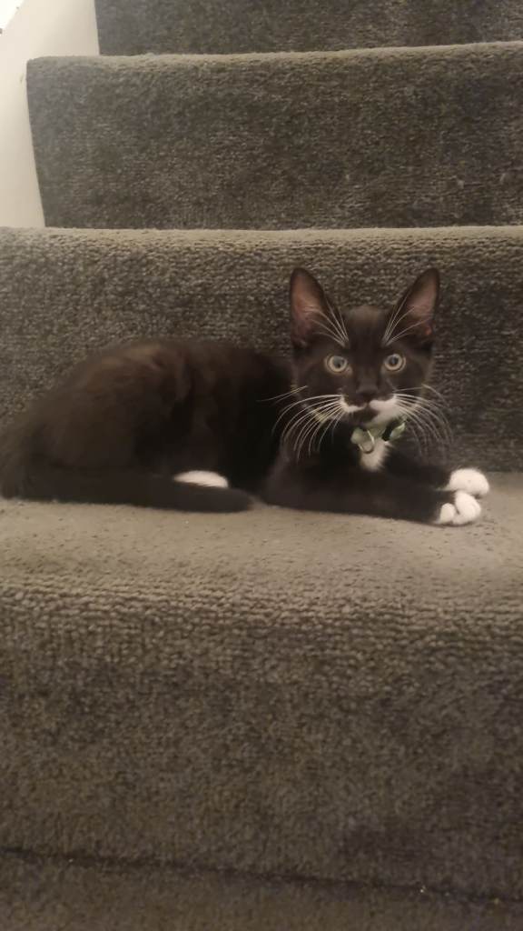 Black and white kitten left  and half bengal female cat 