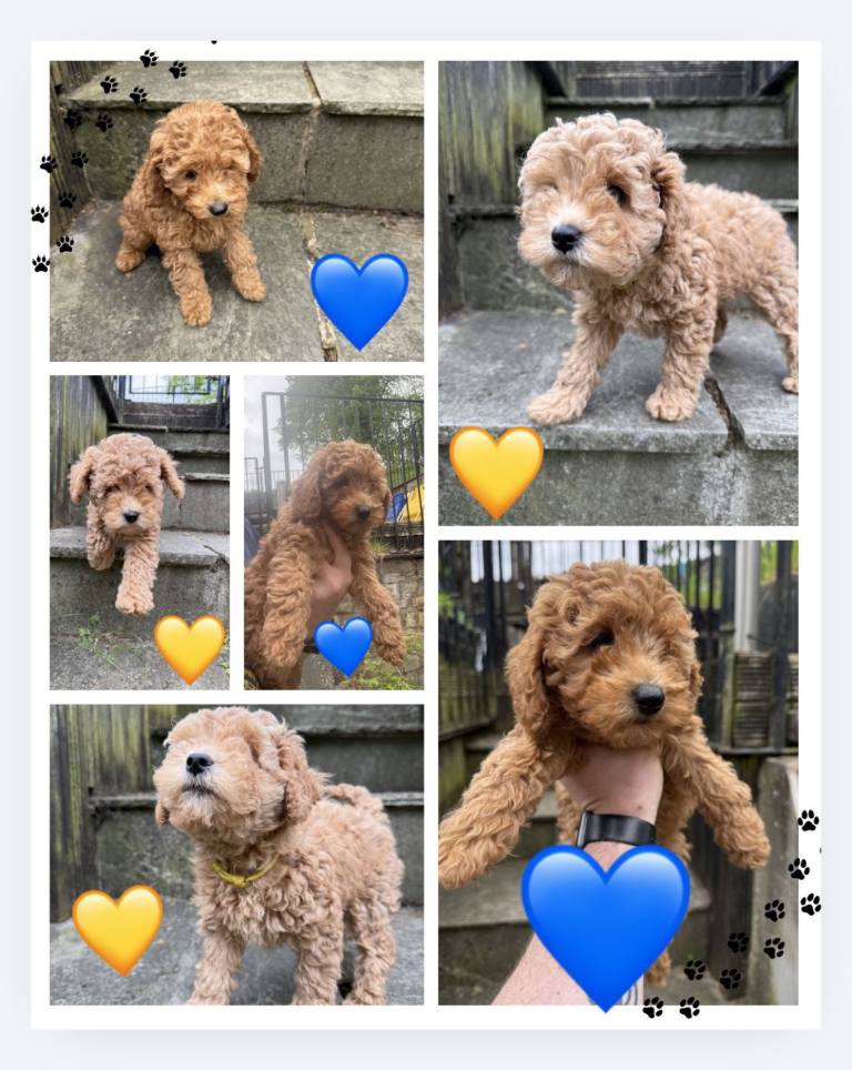Only 2 left - Gorgeous Cavapoo Puppies