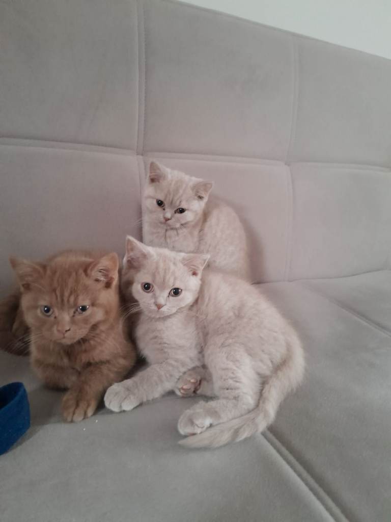 British shorthair available 