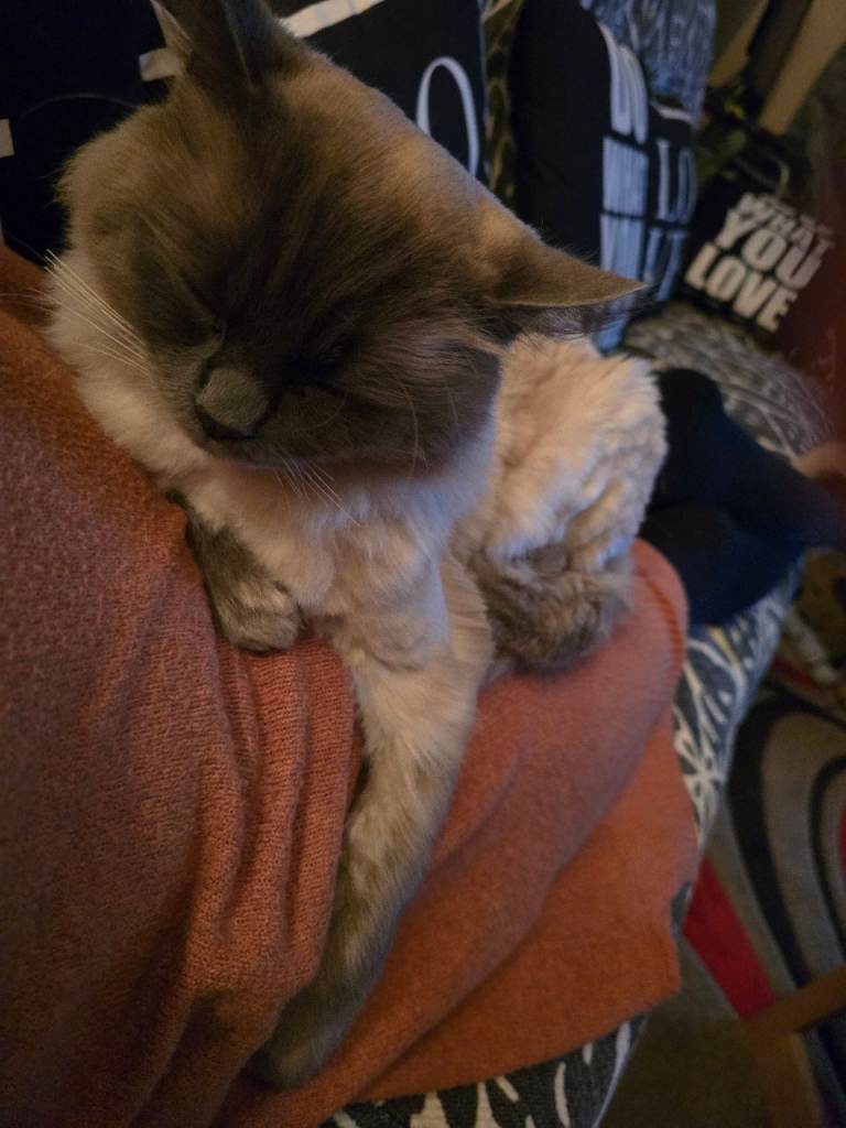 Cat boy