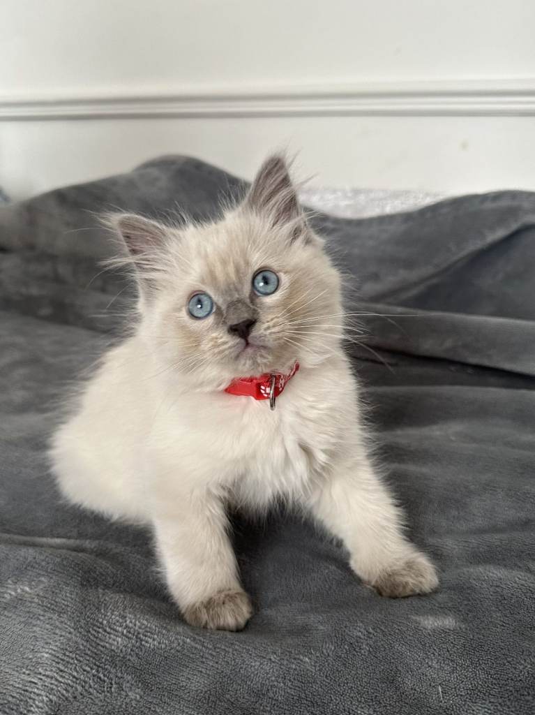 Beautiful Ragdoll Kittens Ready for New Homes!