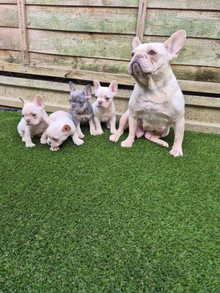French Bulldog puppies.