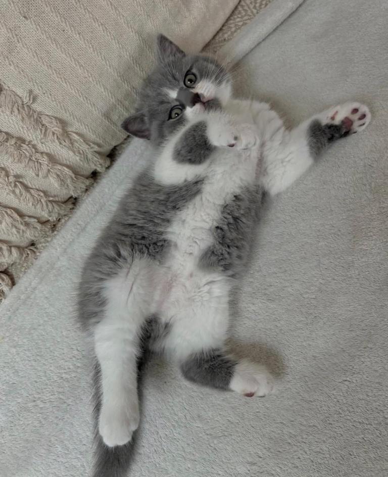 Beautiful Kittens