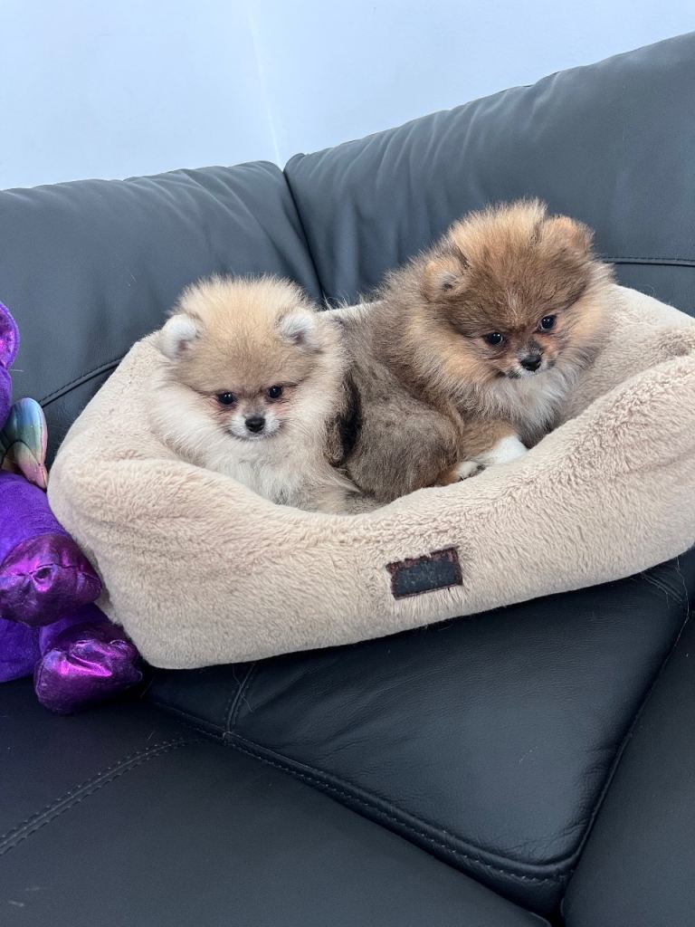 Stunning🏆 🐶Quality Pomeranians