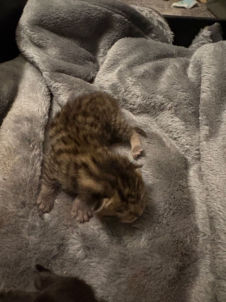 Tabby Kitten