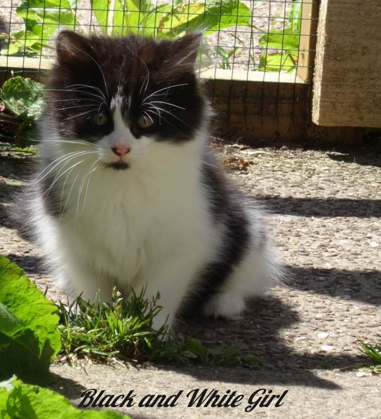 Kittens looking for forever homes
