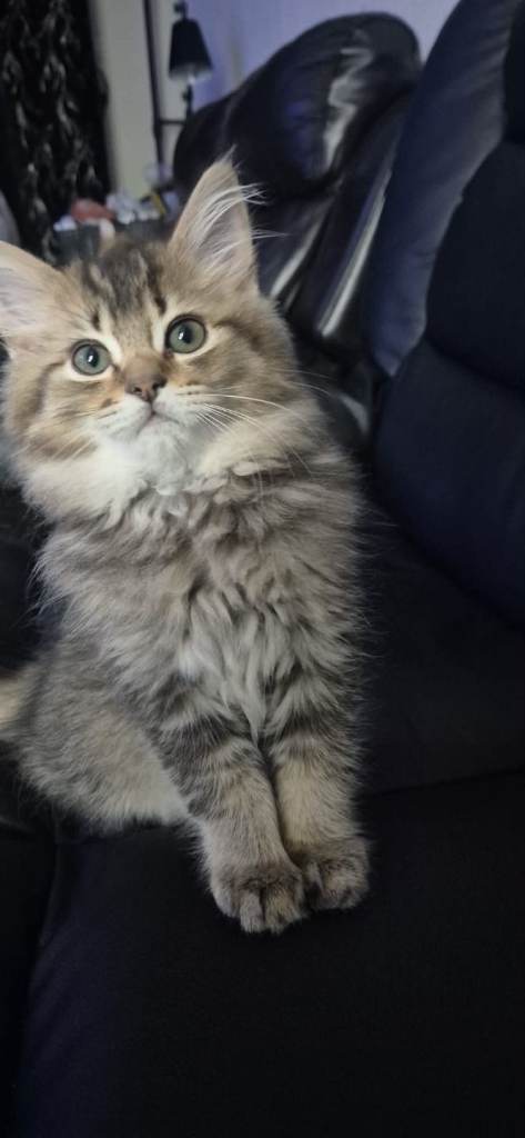 2 British Longhair male kittens looking for their forever homes.