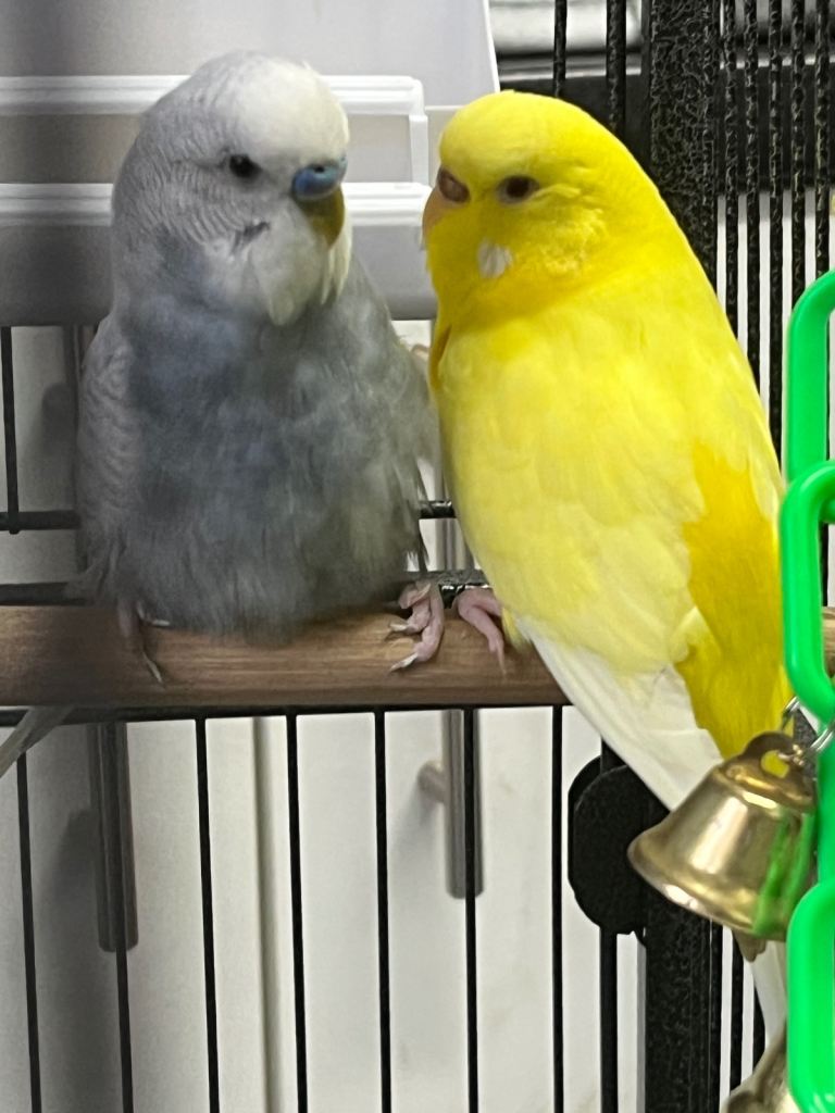 2 budgies yellow female and blue/grey male 