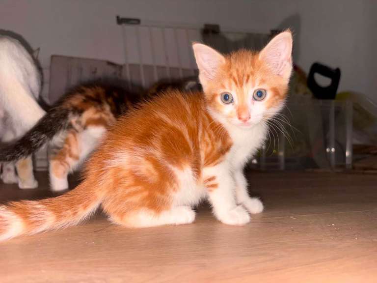2 kittens for sale !!!
