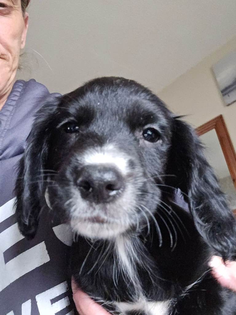 sprocker puppy girl (last one)