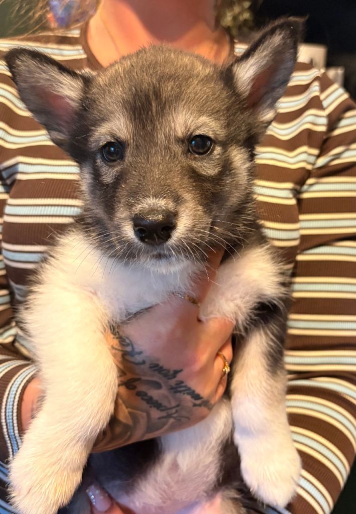 Alaskan malamutes x Siberian Husky