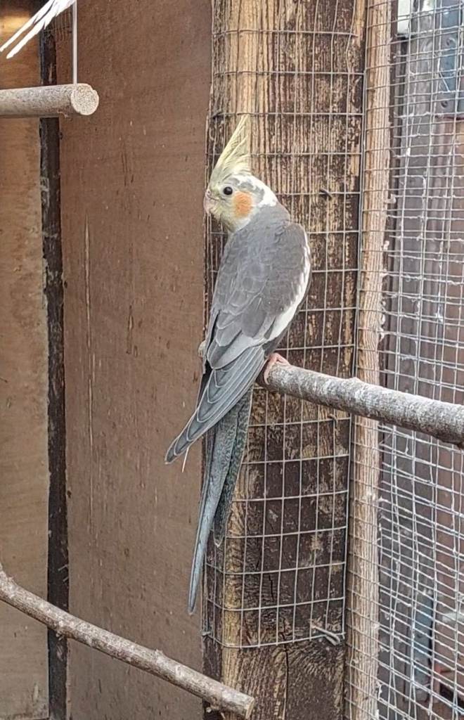 Cockatiel babies ready 31st July