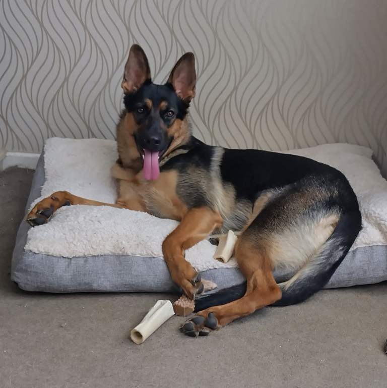 Pretty GSD Puppy
