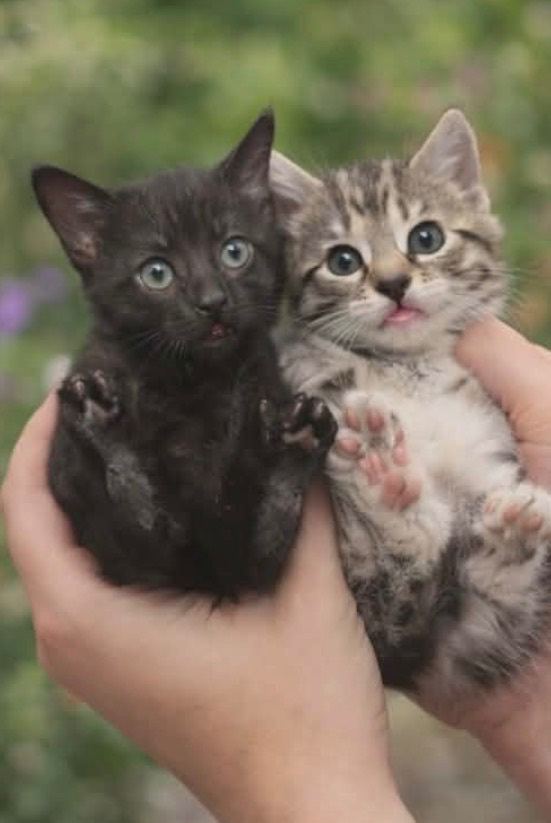 Gorgeous Kittens- Only black left