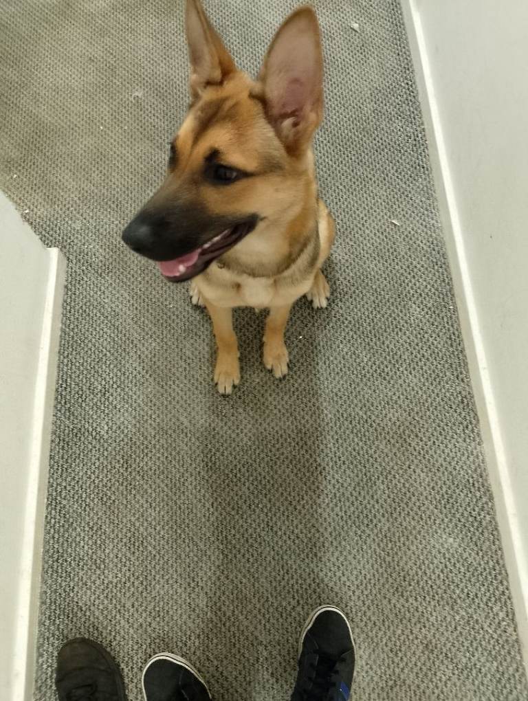 German shepherd 