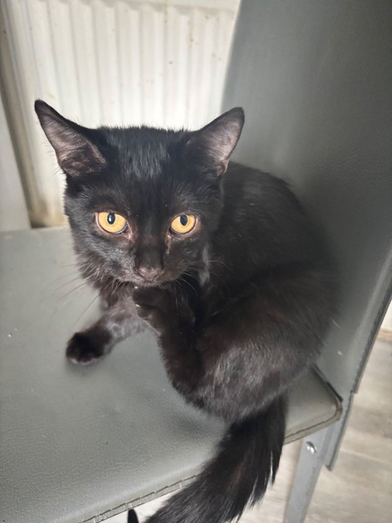Black and brown kittens with bright golden eyes