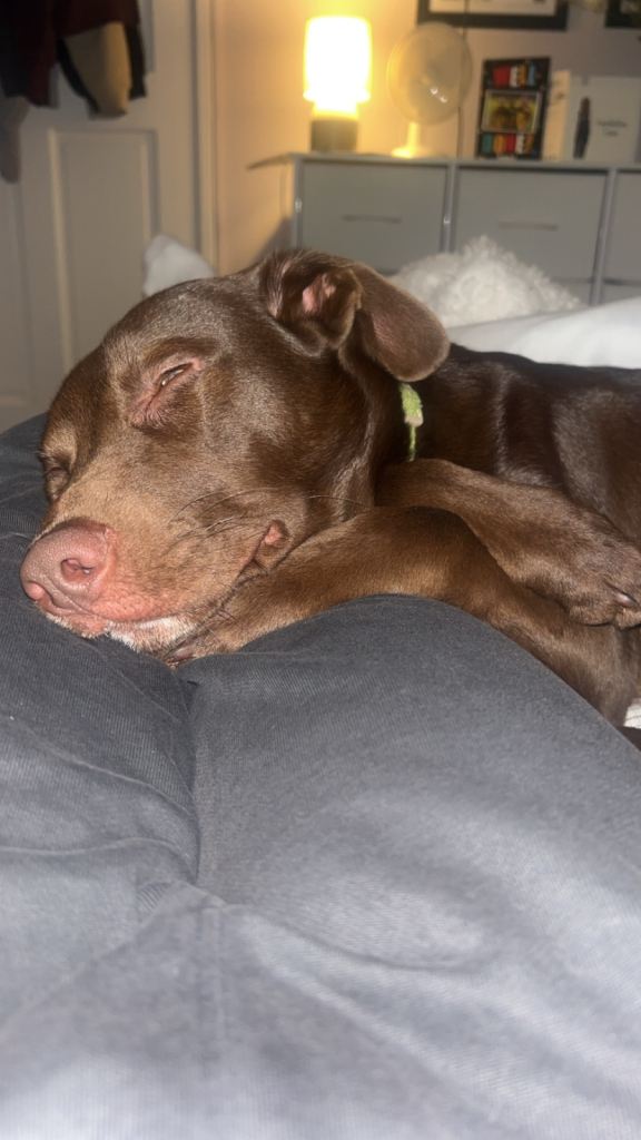 Chocolate Lab 