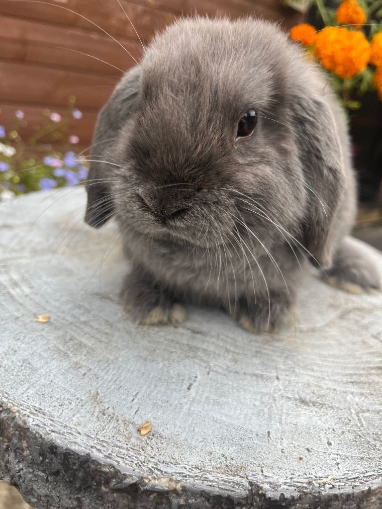 Stunning litter of mini lops ready now 