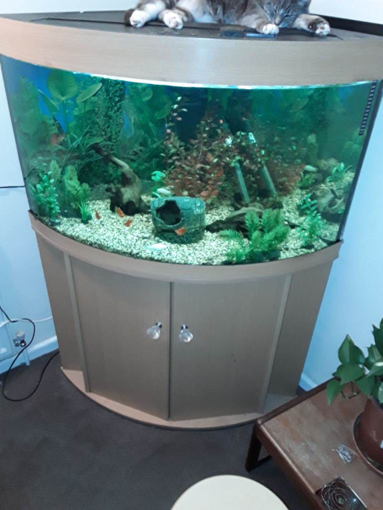 Corner Fish Tank