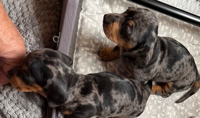 Beautiful Miniature Dachshund Puppies 