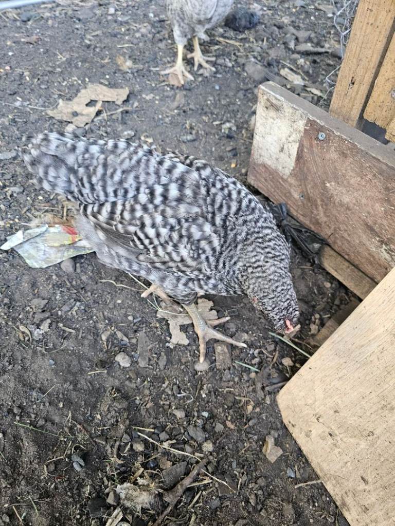 1-2 Month old mixed chicks