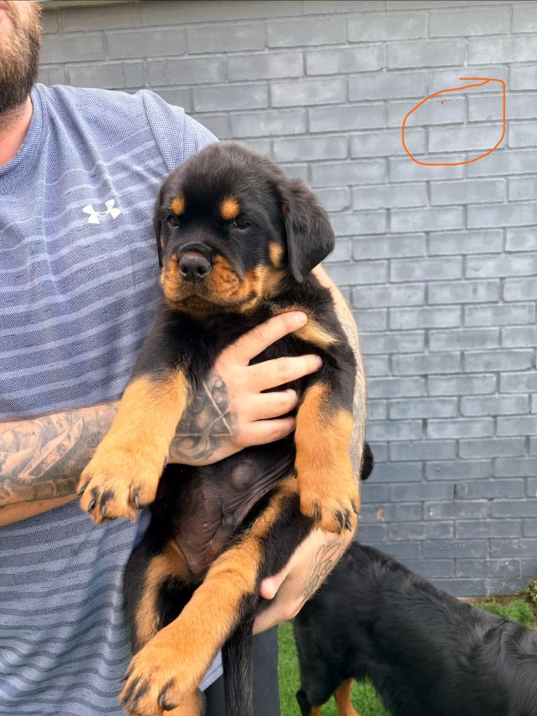 3 amazing kc registered rottweiler pups left 